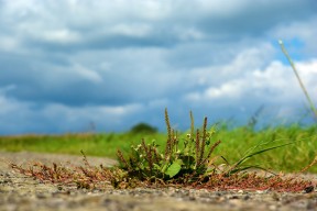 Asphaltblume