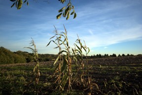 cornfield