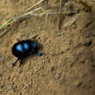 dorbeetle