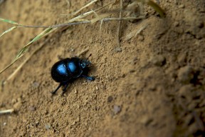 dorbeetle