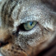 cat's eye