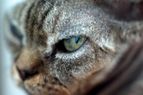 cat's eye