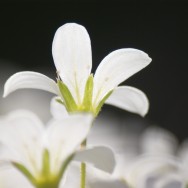 white flowers