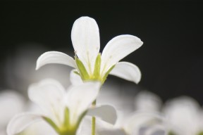 white flowers