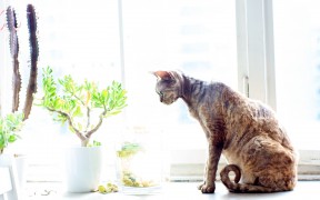 whitelight cat