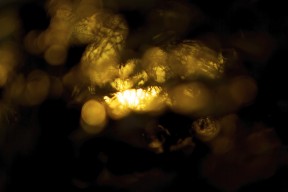 winterlights