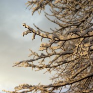 frozen twigs