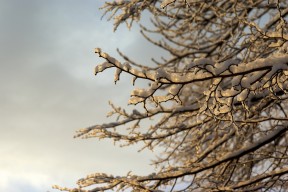frozen twigs