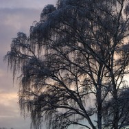 winter tree