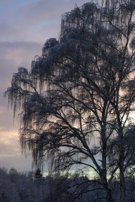 winter tree