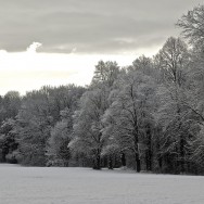 frosted forest