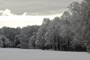 frosted forest